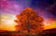 Baum im Abendrot - Doris Pohl - Acryl auf Leinwand - Wald - Fotorealismus Baum im Abendrot - Doris Pohl - Acryl auf Leinwand - Wald - Fotorealismus