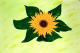Sonnige Zeiten - Werthmann - Acryl auf Papier - Blumen-Sonnenblumen - Abstrakt Sonnige Zeiten - Werthmann - Acryl auf Papier - Blumen-Sonnenblumen - Abstrakt