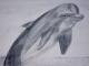 Delphin - Marion Sauer - auf - Tiere-Wildtiere - Delphin - Marion Sauer - auf - Tiere-Wildtiere -