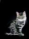 Mieze - Mikhail Ustaev - Pastell auf Karton - Katzen - Realismus Mieze - Mikhail Ustaev - Pastell auf Karton - Katzen - Realismus