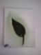 Blatt - N. R. - Acryl auf Pappe - - Abstrakt Blatt - N. R. - Acryl auf Pappe - - Abstrakt