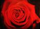 Rote Rose! - Sabine Mentzel - Ãl auf Leinwand - Rosen - Gegenständlich Rote Rose! - Sabine Mentzel - Ãl auf Leinwand - Rosen - Gegenständlich