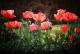 Mohnblumenwiese! - Sabine Mentzel - Ãl auf Leinwand - Mohn - Fotorealismus Mohnblumenwiese! - Sabine Mentzel - Ãl auf Leinwand - Mohn - Fotorealismus