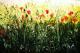 Blumenwiese! - Sabine Mentzel - Ãl auf Leinwand - Blumen - Blumenwiese! - Sabine Mentzel - Ãl auf Leinwand - Blumen -