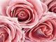 Naturmalerei - Annett Tropschug - - auf - Blumen-Harmonie-Sommer - Naturmalerei - Annett Tropschug - - auf - Blumen-Harmonie-Sommer -