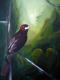 Wächter 1 - Daniel Wimmer - Acryl auf Leinwand - Abstrakt-Vögel-Wald-Harmonie - Abstrakt-Figuration-Gegenständlich-Impressionismus-Realismus Wächter 1 - Daniel Wimmer - Acryl auf Leinwand - Abstrakt-Vögel-Wald-Harmonie - Abstrakt-Figuration-Gegenständlich-Impressionismus-Realismus