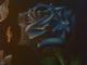 blaue Rose - Laura Kirstein - Bleistift-Farbstift auf - Mystik-Blumen - blaue Rose - Laura Kirstein - Bleistift-Farbstift auf - Mystik-Blumen -