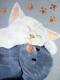 Kuschelzeit - Karina Birke - Acryl auf Leinwand - Katzen - Kuschelzeit - Karina Birke - Acryl auf Leinwand - Katzen -