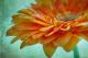 Summer Feelings - Annett Tropschug - - auf - Blumen-Stillleben-Harmonie - Summer Feelings - Annett Tropschug - - auf - Blumen-Stillleben-Harmonie -