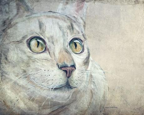 Cats Moments 3 - Annett Tropschug - Array auf Array - Array - Array Cats Moments 3 - Annett Tropschug - Array auf Array - Array - Array