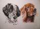 Zwei Hundeportraits in Pastellkreide - Gaby Lukas - Pastell auf Papier - Hunde - Zwei Hundeportraits in Pastellkreide - Gaby Lukas - Pastell auf Papier - Hunde -