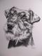 Terrier im Portrait, in Kohle - Gaby Lukas - Kohle auf - Hunde - Terrier im Portrait, in Kohle - Gaby Lukas - Kohle auf - Hunde -