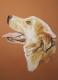 Hund im seilichen Profil, Portrait in Pastell - Gaby Lukas - Pastell auf Papier - Hunde - Hund im seilichen Profil, Portrait in Pastell - Gaby Lukas - Pastell auf Papier - Hunde -