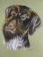 Jagdhund, Portrait in Pastell - Gaby Lukas - Pastell auf Papier - Hunde - Jagdhund, Portrait in Pastell - Gaby Lukas - Pastell auf Papier - Hunde -