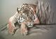 Tiger in Teilansicht, Pastell - Gaby Lukas - Pastell auf Papier - Raubkatzen - Tiger in Teilansicht, Pastell - Gaby Lukas - Pastell auf Papier - Raubkatzen -