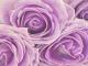 Naturmalerei - Annett Tropschug - - auf - Rosen-Liebe-Sommer - Naturmalerei - Annett Tropschug - - auf - Rosen-Liebe-Sommer -