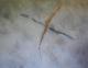 artemis - tomas nittner - Acryl auf Leinwand - Abstrakt - Abstrakt artemis - tomas nittner - Acryl auf Leinwand - Abstrakt - Abstrakt