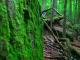 Wild wild nature - Saskia Deschan - auf - Bäume-Wald - Wild wild nature - Saskia Deschan - auf - Bäume-Wald -