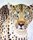 Der Leopard - Annett Tropschug - Acryl auf Leinwand - Raubkatzen-Landschaft - Figuration-Fotorealismus-Klassisch-Naturalismus-Realismus Der Leopard - Annett Tropschug - Acryl auf Leinwand - Raubkatzen-Landschaft - Figuration-Fotorealismus-Klassisch-Naturalismus-Realismus