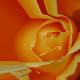 Kraftvoll - Roland Benner - - auf - Blumen - Kraftvoll - Roland Benner - - auf - Blumen -