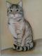 ---Kater Moritz - Uschi Brudny - auf - Katzen - ---Kater Moritz - Uschi Brudny - auf - Katzen -