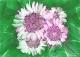 Die Blumen 2 - Dubravka Topic - Enkaustik auf - Blumen - Die Blumen 2 - Dubravka Topic - Enkaustik auf - Blumen -