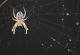 Spinne - mike . mairhofer - Acryl auf Leinwand - Tiere - Spinne - mike . mairhofer - Acryl auf Leinwand - Tiere -