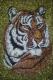 Tiger - Alexander Schmidt - auf - Raubkatzen - Tiger - Alexander Schmidt - auf - Raubkatzen -