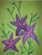blume lila 2 - melanie schuster - auf - Botanik - blume lila 2 - melanie schuster - auf - Botanik -