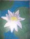 seerose - melanie schuster - auf - Natur - seerose - melanie schuster - auf - Natur -