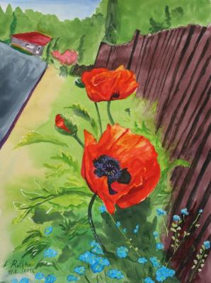 Klatschmohn am Zaun - Egon Rathke - Array auf - Array - Klatschmohn am Zaun - Egon Rathke - Array auf - Array -