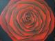rote Rose - Edith Merkelbach-Gilgen - Ãl auf Leinwand - Rosen-Stillleben - Realismus rote Rose - Edith Merkelbach-Gilgen - Ãl auf Leinwand - Rosen-Stillleben - Realismus