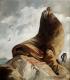 sea lion - Daniel Wimmer - Ãl auf Leinwand - Wildtiere-Küste-Meer-Wolken-Abend-Harmonie-Stimmungen - Abstrakt-Figuration-Gegenständlich-Impressionismus-Realismus sea lion - Daniel Wimmer - Ãl auf Leinwand - Wildtiere-Küste-Meer-Wolken-Abend-Harmonie-Stimmungen - Abstrakt-Figuration-Gegenständlich-Impressionismus-Realismus