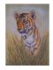 Der kleine Tiger - Nikolay Damyanov - Acryl auf - Raubkatzen - Realismus Der kleine Tiger - Nikolay Damyanov - Acryl auf - Raubkatzen - Realismus
