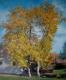 Im Hof - Serge Bego - Acryl auf Leinwand - Landschaft - Im Hof - Serge Bego - Acryl auf Leinwand - Landschaft -