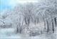 Winterwald 2 - Rainer Hillebrand - Acryl auf Pappe - Schnee-Wald - Realismus Winterwald 2 - Rainer Hillebrand - Acryl auf Pappe - Schnee-Wald - Realismus