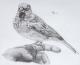 Lieber den Spatz in der Hand..... - Holger Lamprecht - Bleistift-Sonstiges auf Papier - Vögel-Sonstiges - Gegenständlich-Klassisch-Realismus Lieber den Spatz in der Hand..... - Holger Lamprecht - Bleistift-Sonstiges auf Papier - Vögel-Sonstiges - Gegenständlich-Klassisch-Realismus