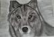 Grauer Wolf - Anita Novacek - Kohle auf - Wildtiere - Grauer Wolf - Anita Novacek - Kohle auf - Wildtiere -