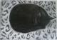 Schlafende schwarze Katze - Anita Novacek - Kohle auf - Katzen-Stimmungen - Schlafende schwarze Katze - Anita Novacek - Kohle auf - Katzen-Stimmungen -
