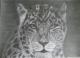 Leopard - Anita Novacek - Bleistift-Kohle auf - Mystik-Raubkatzen-Stärke - Leopard - Anita Novacek - Bleistift-Kohle auf - Mystik-Raubkatzen-Stärke -