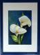 Calla - Monika Messerschmidt - Aquarell auf Papier - Blumen - Klassisch Calla - Monika Messerschmidt - Aquarell auf Papier - Blumen - Klassisch