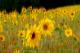 Sommerimpressionen - Walter J. Pilsak - auf - Abstrakt-Natur - Sommerimpressionen - Walter J. Pilsak - auf - Abstrakt-Natur -