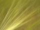 Getreidegold - Walter J. Pilsak - auf - Abstrakt-Natur - Getreidegold - Walter J. Pilsak - auf - Abstrakt-Natur -