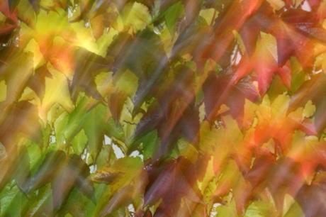 Herbstlaub - Walter J. Pilsak - auf - Array - Herbstlaub - Walter J. Pilsak - auf - Array -