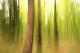 Morning Light - Walter J. Pilsak - auf - Abstrakt-Natur - Morning Light - Walter J. Pilsak - auf - Abstrakt-Natur -
