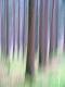 Nebelwald - Walter J. Pilsak - auf - Abstrakt-Natur - Nebelwald - Walter J. Pilsak - auf - Abstrakt-Natur -