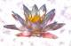 --Seerose- - Karlheinz Milde - DigitaleKunst auf - Natur-Stillleben - --Seerose- - Karlheinz Milde - DigitaleKunst auf - Natur-Stillleben -