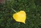 --Blatt- - Karlheinz Milde - DigitaleKunst auf - Botanik-Stillleben - --Blatt- - Karlheinz Milde - DigitaleKunst auf - Botanik-Stillleben -