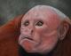 Uakari - Irina Wall - Ãl auf Leinwand - Wildtiere - Naturalismus Uakari - Irina Wall - Ãl auf Leinwand - Wildtiere - Naturalismus