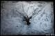 Der Daemon - Marjana Svinjar - Hinzmann - Acryl auf Leinwand - Abstrakt - Abstrakt Der Daemon - Marjana Svinjar - Hinzmann - Acryl auf Leinwand - Abstrakt - Abstrakt